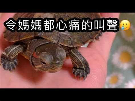 烏龜會笑嗎？|笑到飆淚的烏龜影片